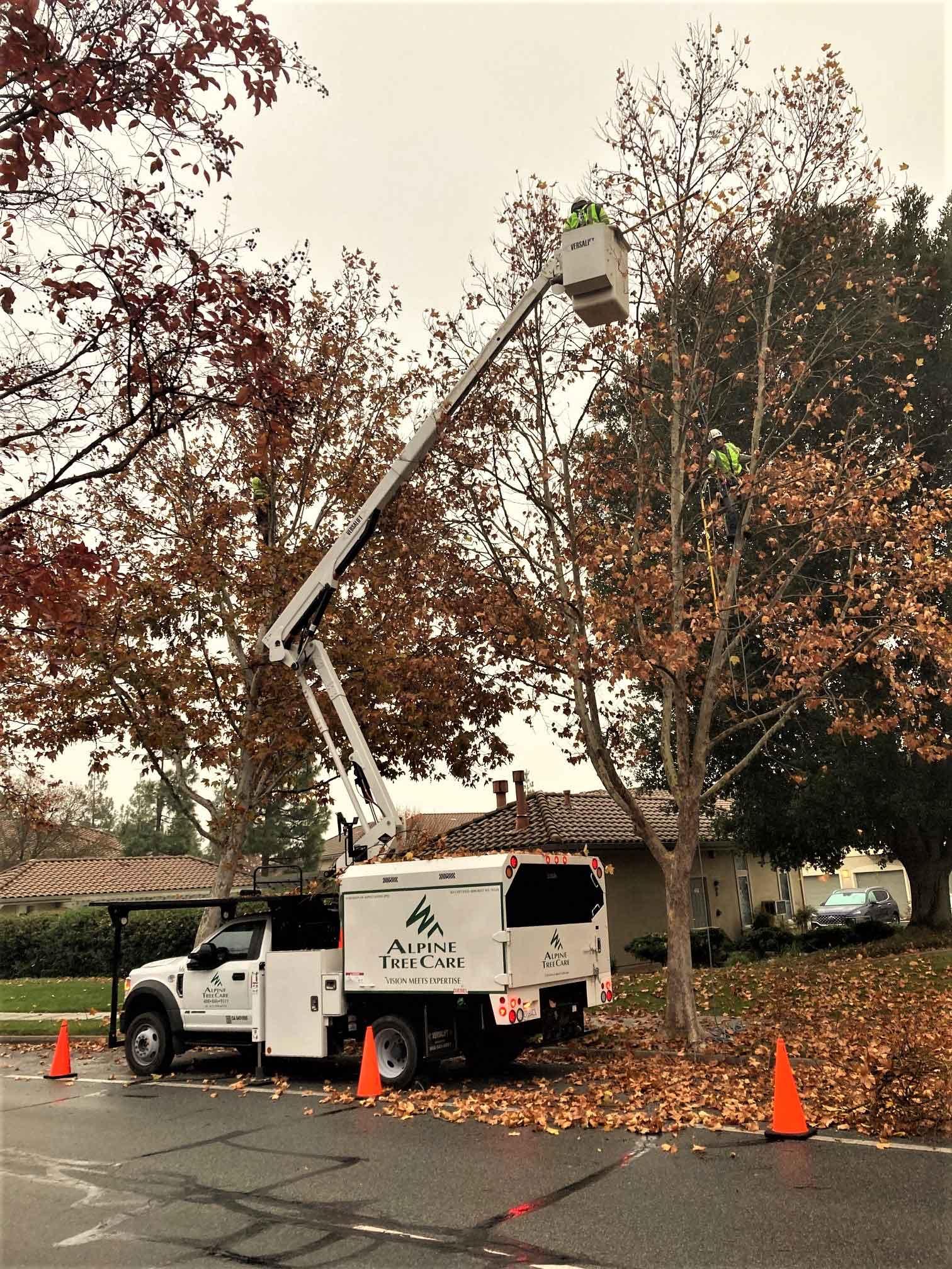 Commercial & Residential Tree Care Gilroy CA